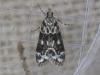 Eudonia delunella